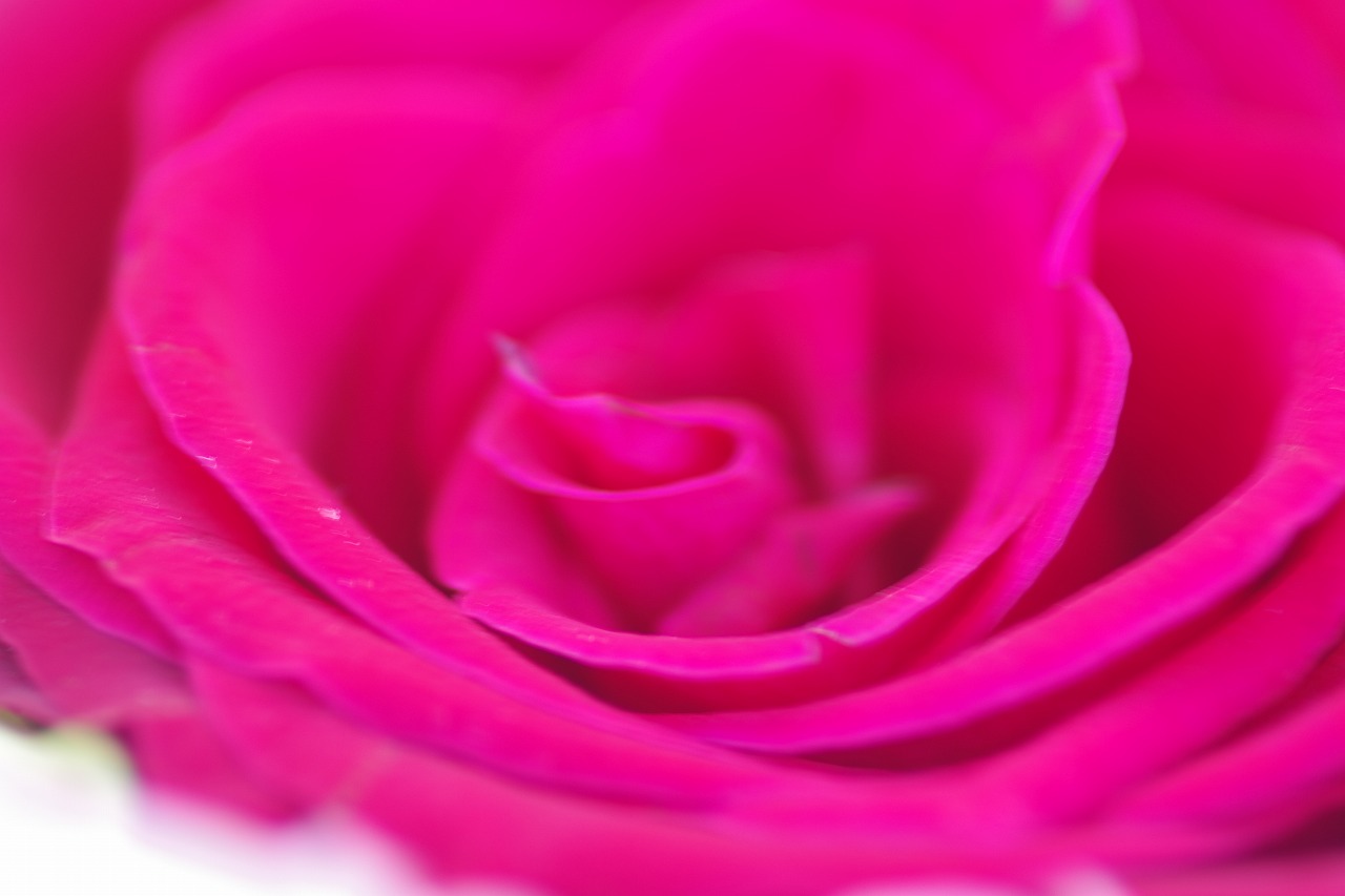 栃木県足利市のあしかがフラワーパークの花々