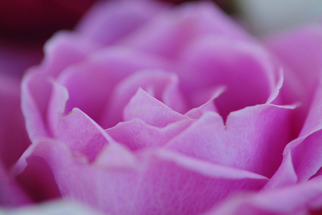 栃木県足利市のあしかがフラワーパークの花々