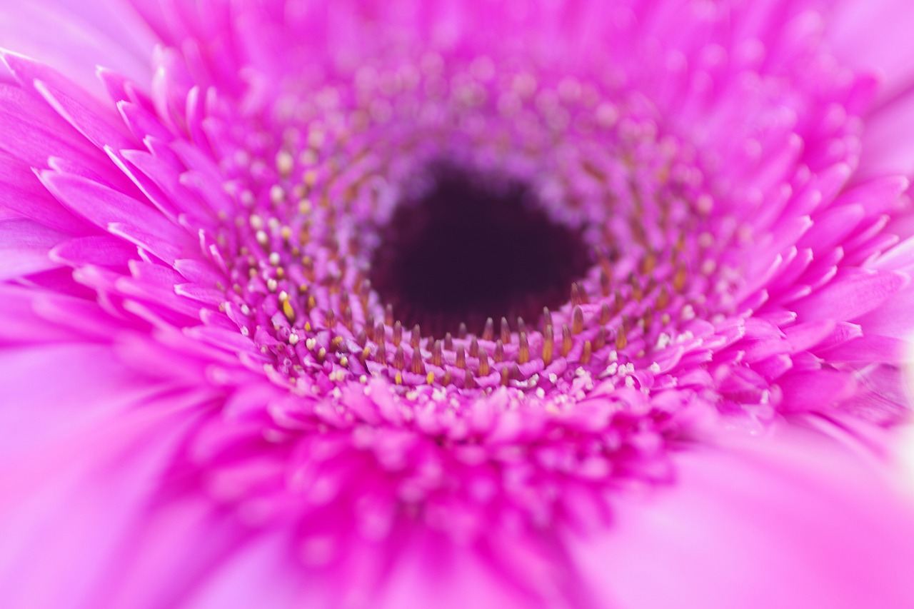栃木県足利市のあしかがフラワーパークの花々