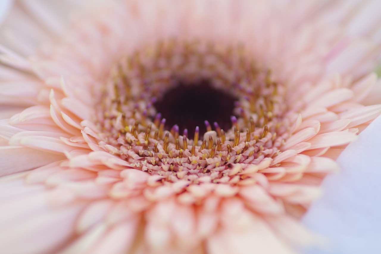 栃木県足利市のあしかがフラワーパークの花々