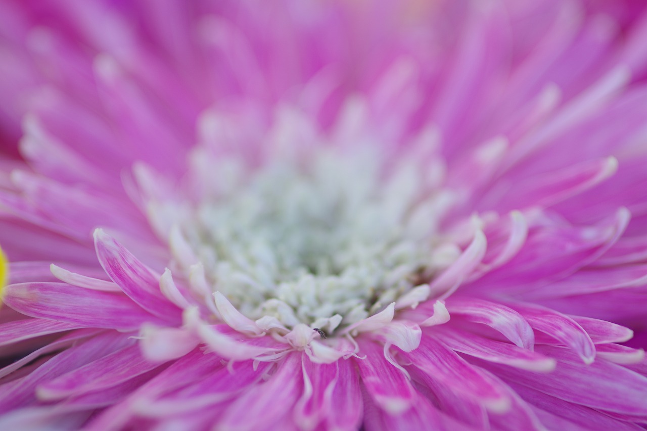 栃木県足利市のあしかがフラワーパークの花々