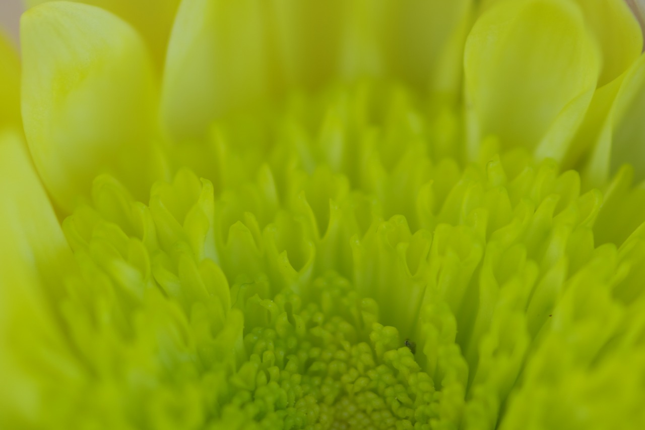 栃木県足利市のあしかがフラワーパークの花々
