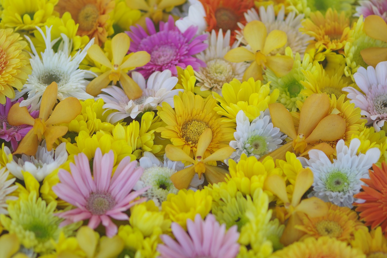 栃木県足利市のあしかがフラワーパークの花々