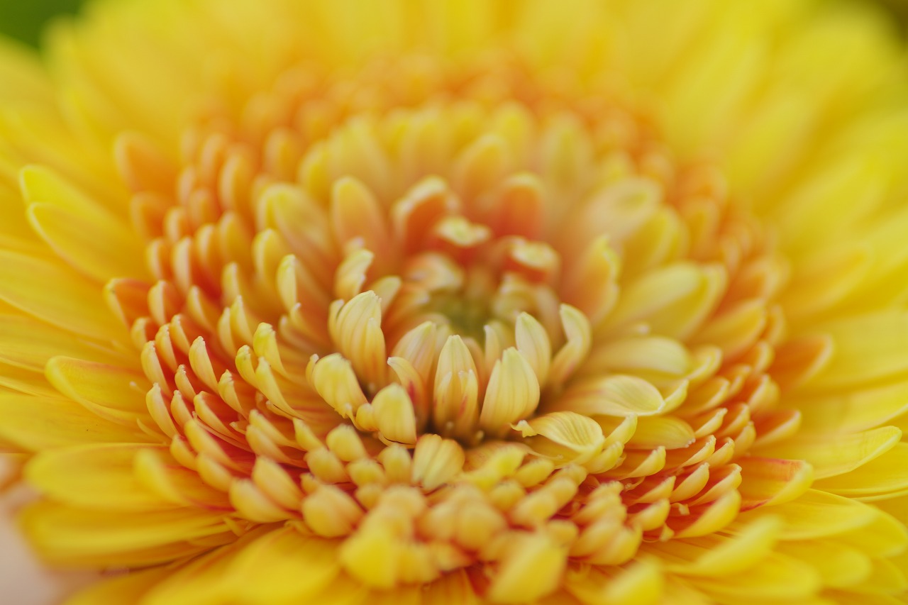 栃木県足利市のあしかがフラワーパークの花々