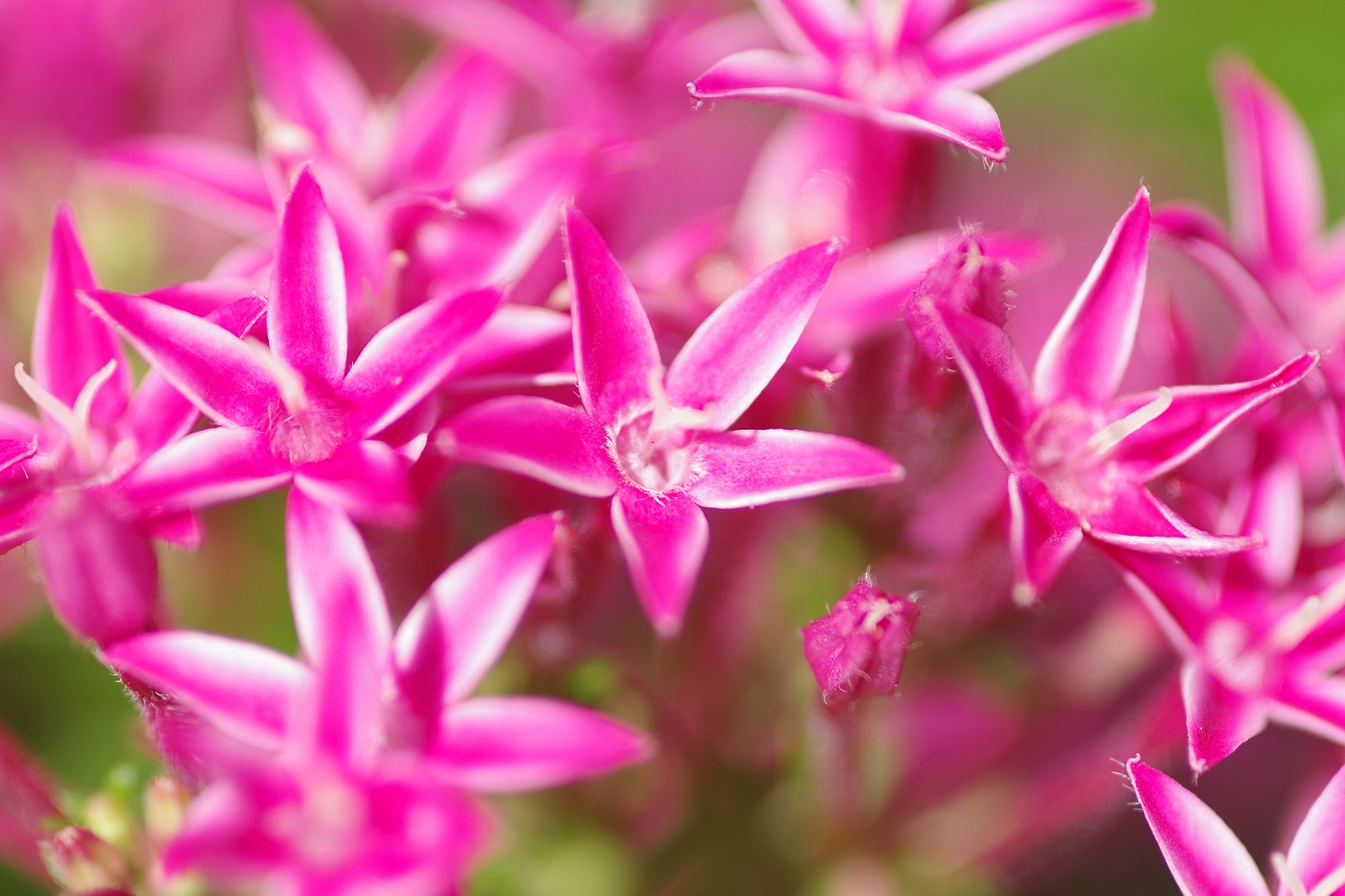 栃木県足利市のあしかがフラワーパークの花々