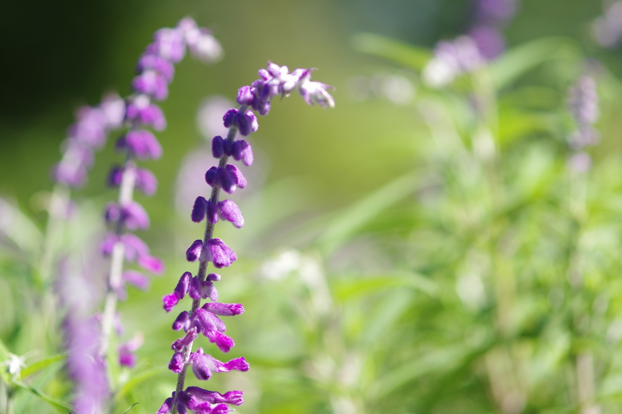 栃木県足利市のあしかがフラワーパークの花々