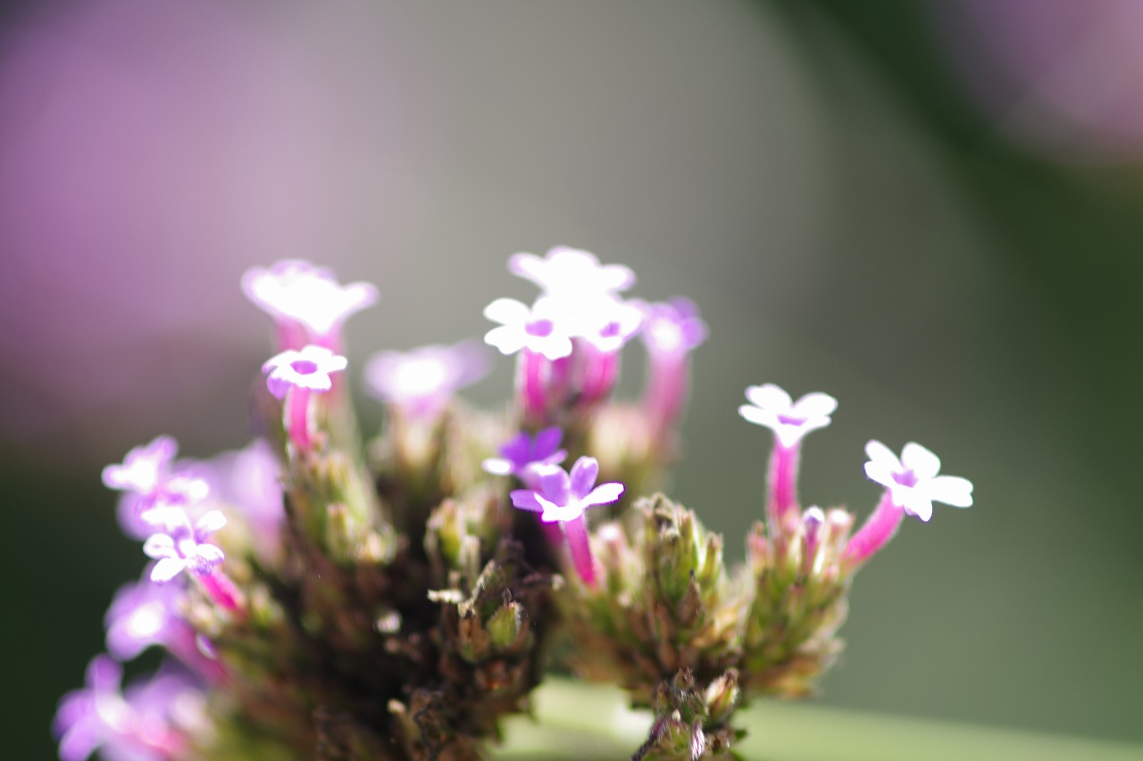 栃木県足利市のあしかがフラワーパークの花々