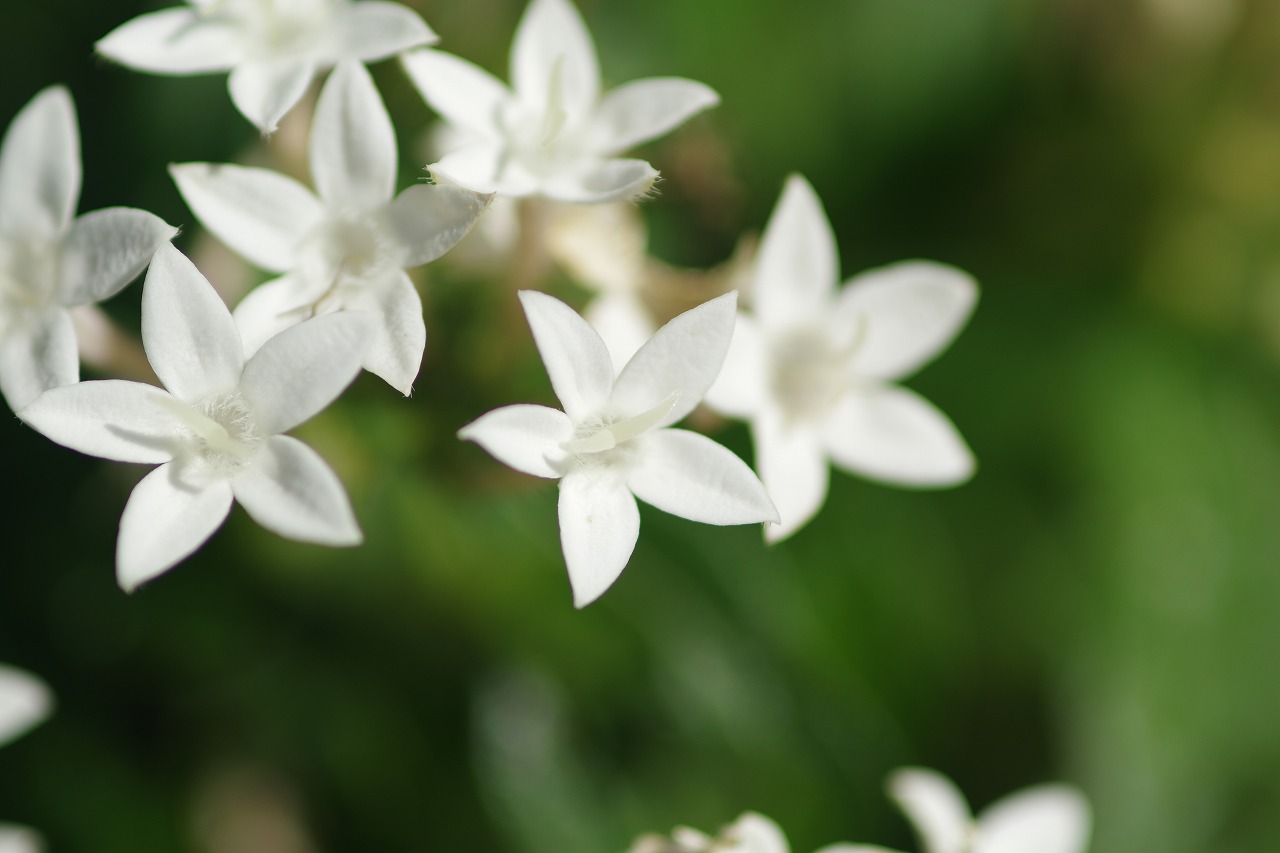 栃木県足利市のあしかがフラワーパークの花々