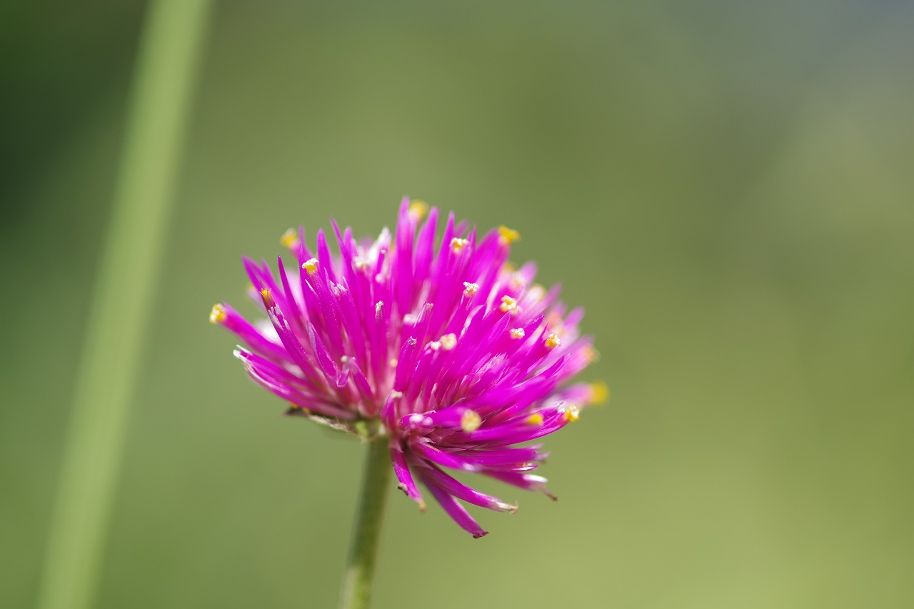栃木県足利市のあしかがフラワーパークの花々