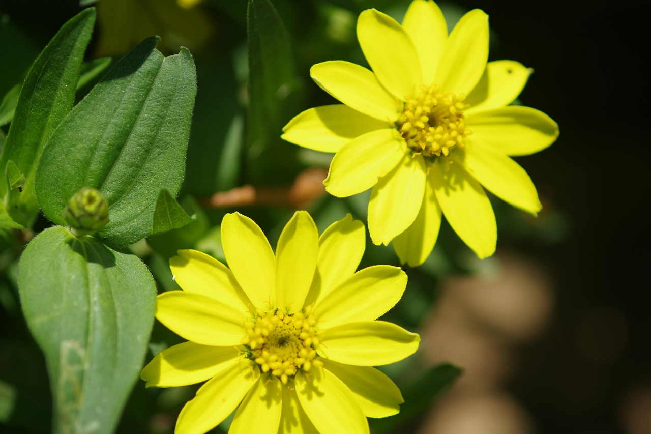 栃木県足利市のあしかがフラワーパークの花々