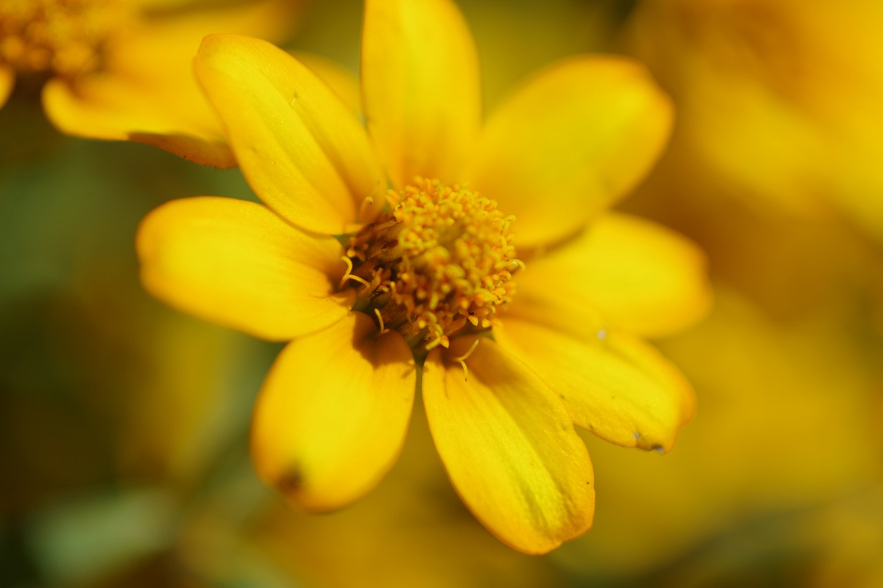 栃木県足利市のあしかがフラワーパークの花々