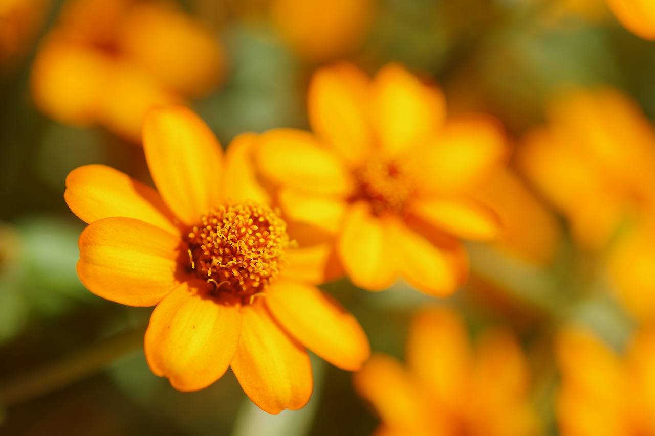 栃木県足利市のあしかがフラワーパークの花々