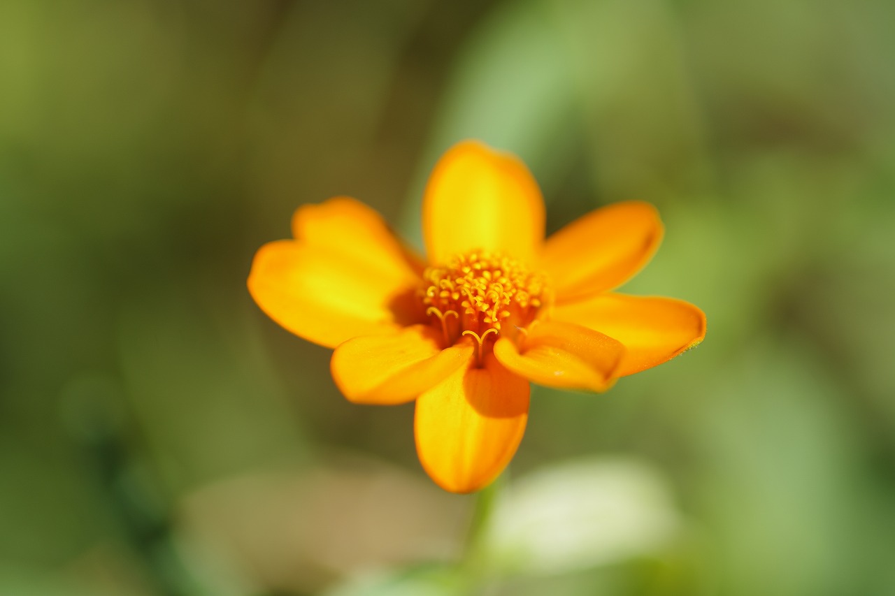 栃木県足利市のあしかがフラワーパークの花々