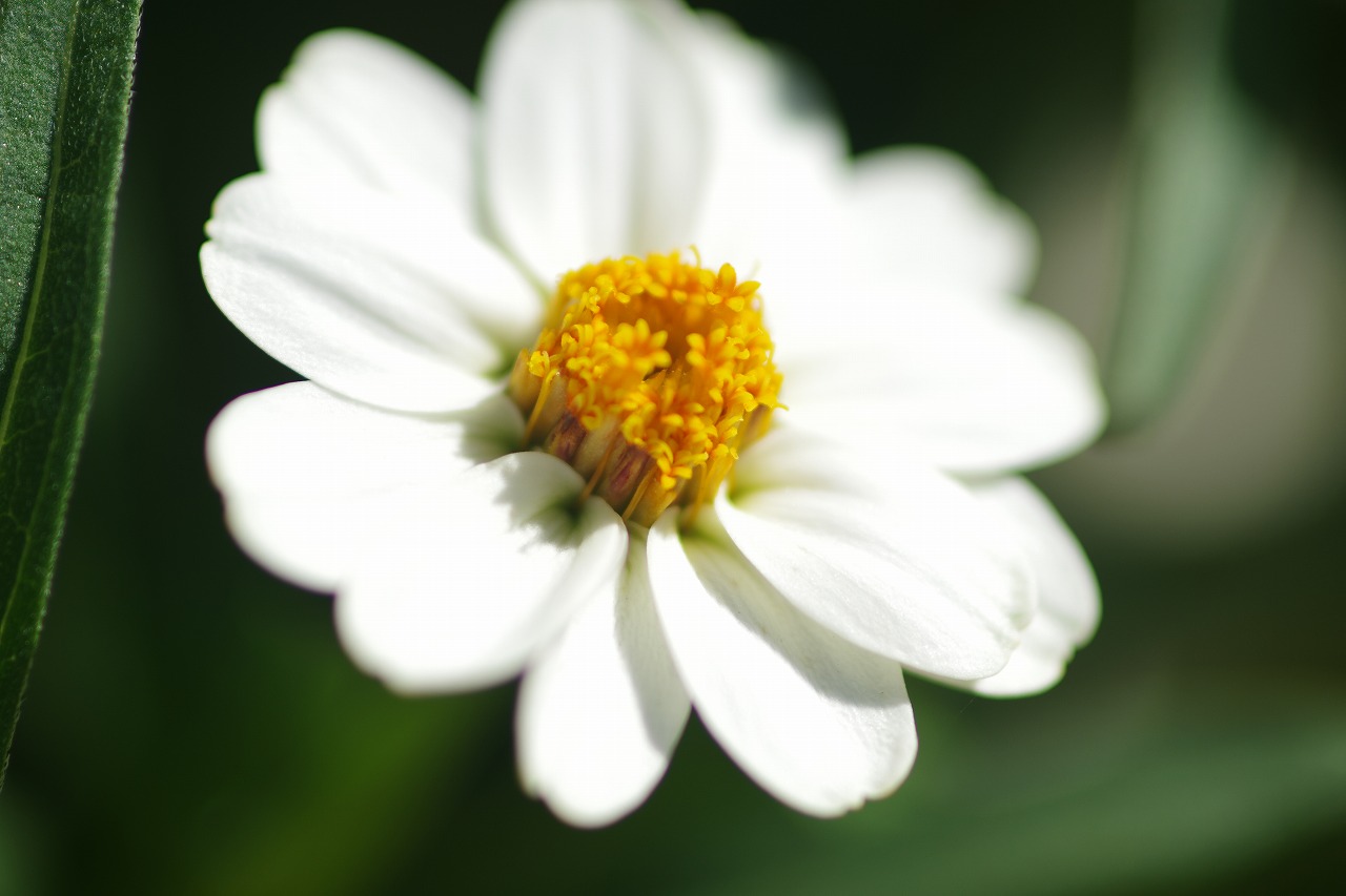 栃木県足利市のあしかがフラワーパークの花々