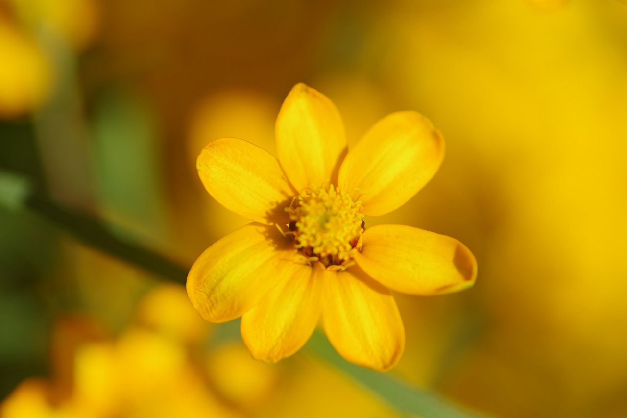 栃木県足利市のあしかがフラワーパークの花々