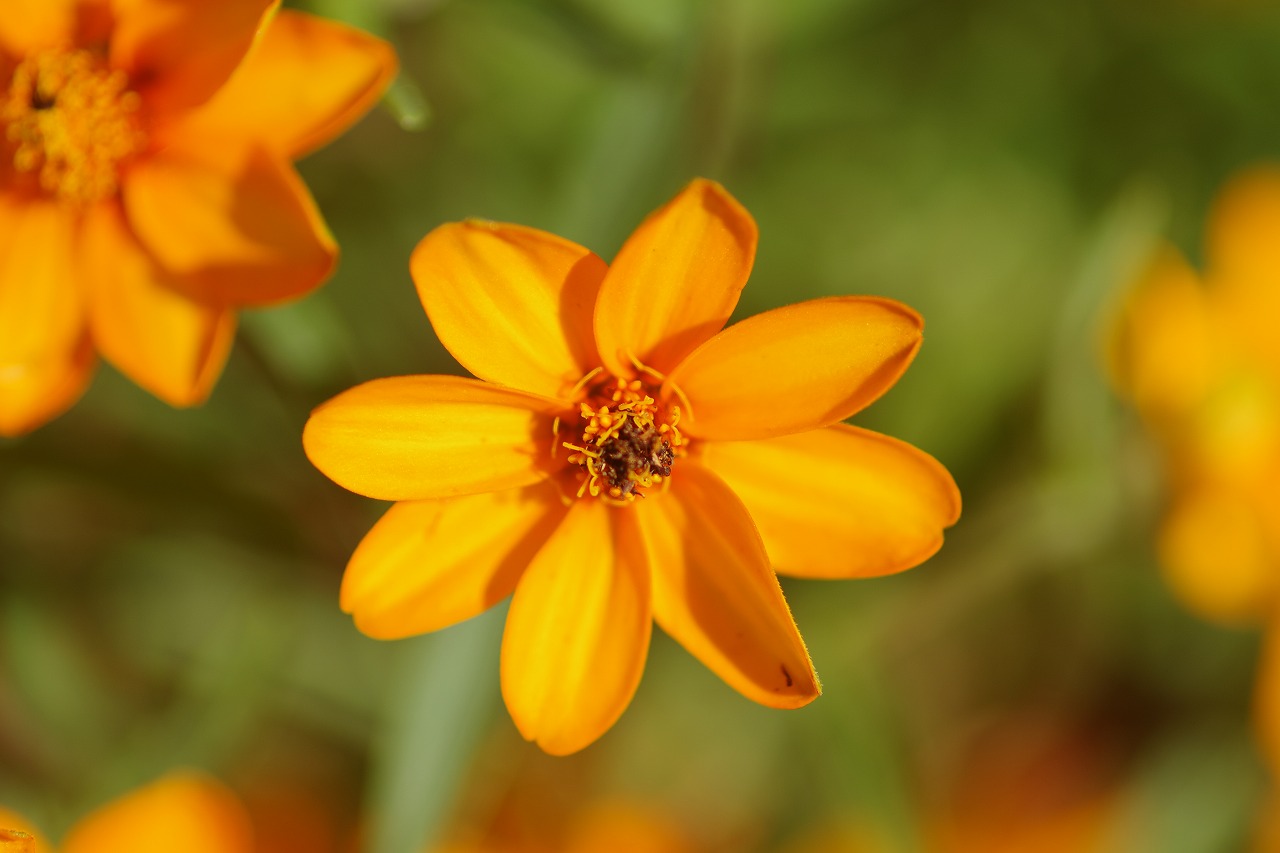 栃木県足利市のあしかがフラワーパークの花々