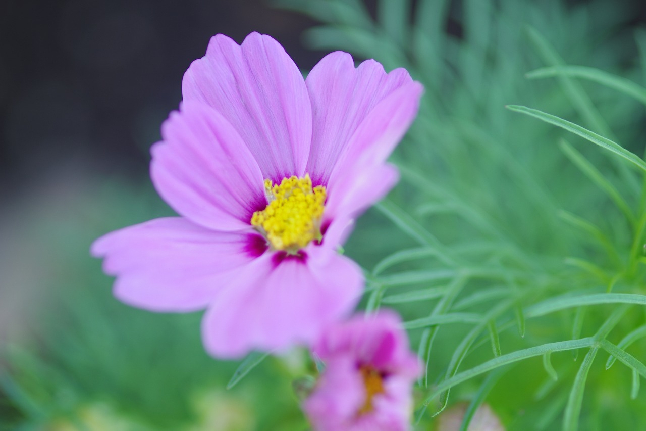 栃木県足利市のあしかがフラワーパークの花々