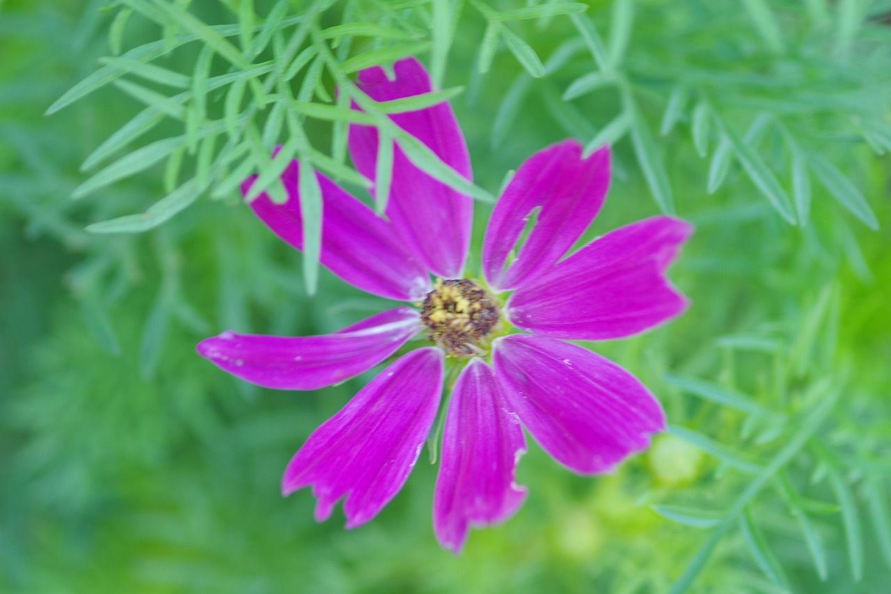 栃木県足利市のあしかがフラワーパークの花々