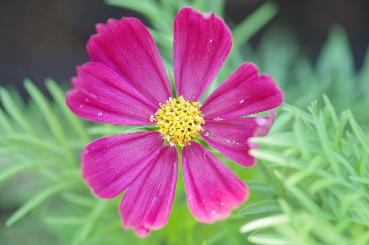 栃木県足利市のあしかがフラワーパークの花々