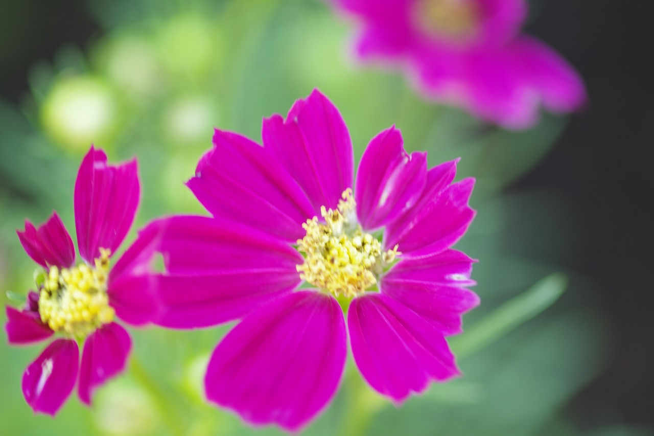 栃木県足利市のあしかがフラワーパークの花々