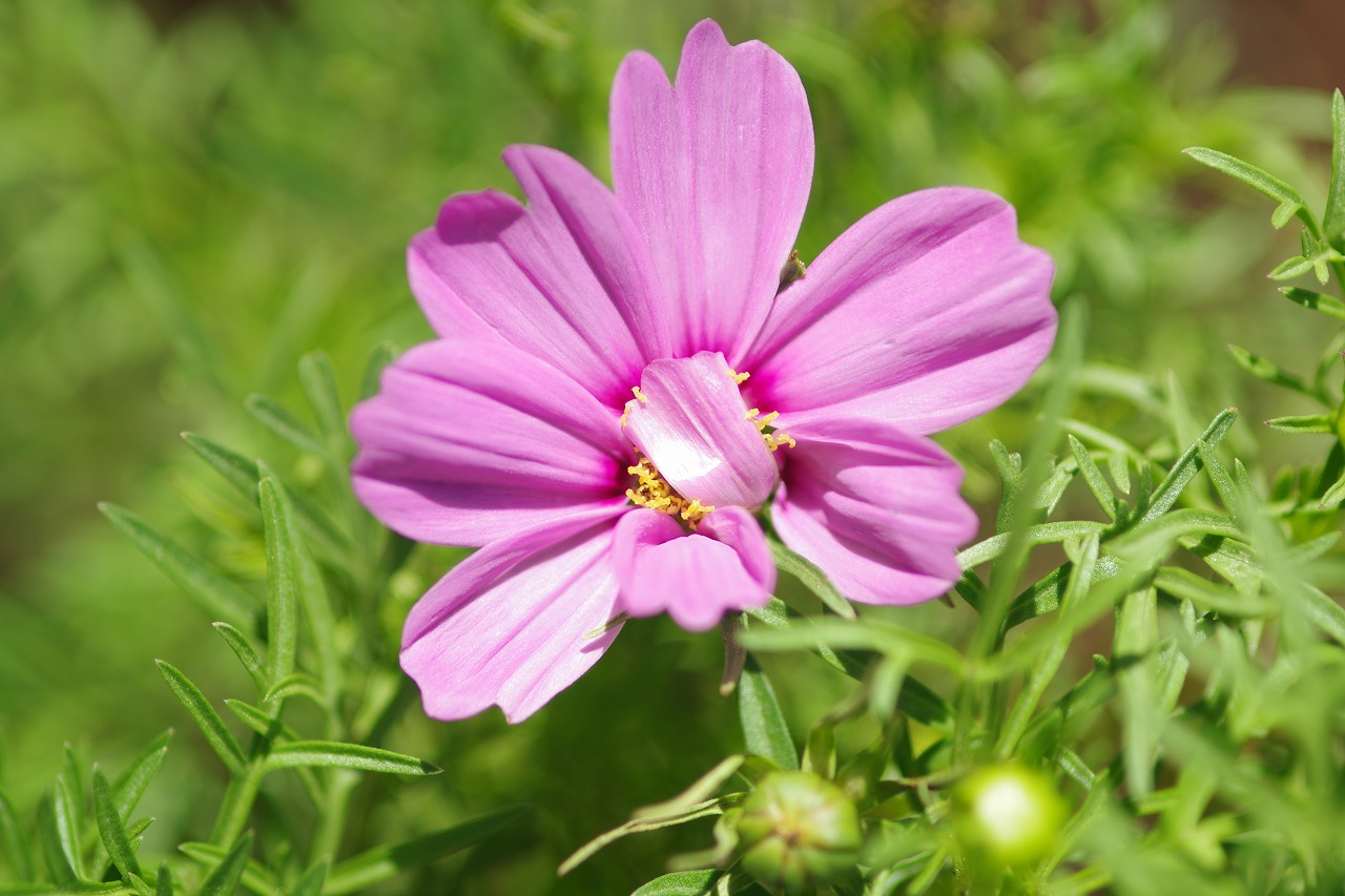 栃木県足利市のあしかがフラワーパークの花々