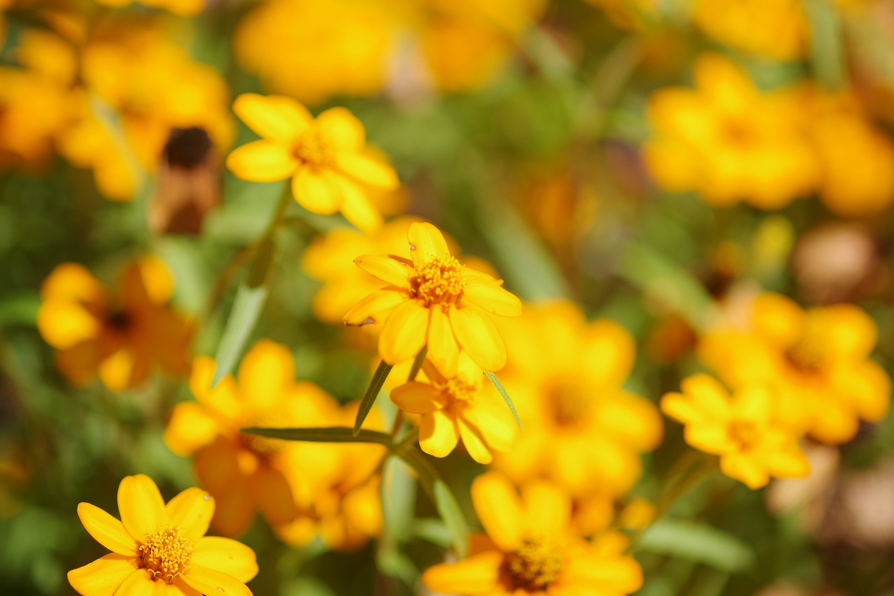 栃木県足利市のあしかがフラワーパークの花々