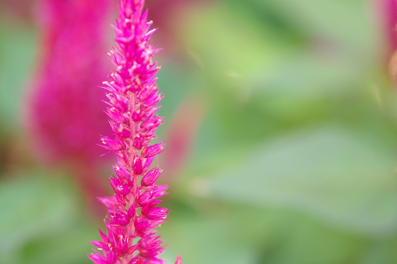 栃木県足利市のあしかがフラワーパークの花々