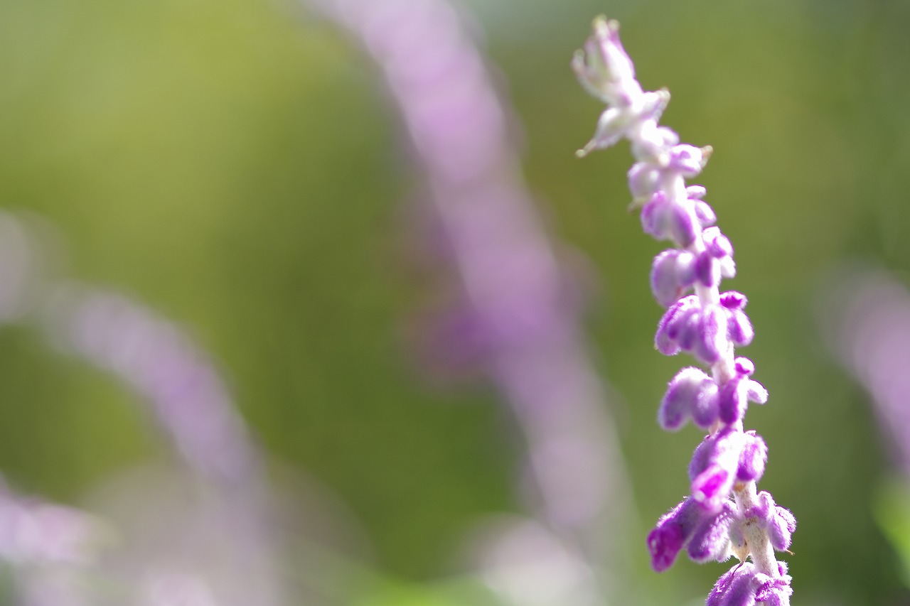 栃木県足利市のあしかがフラワーパークの花々