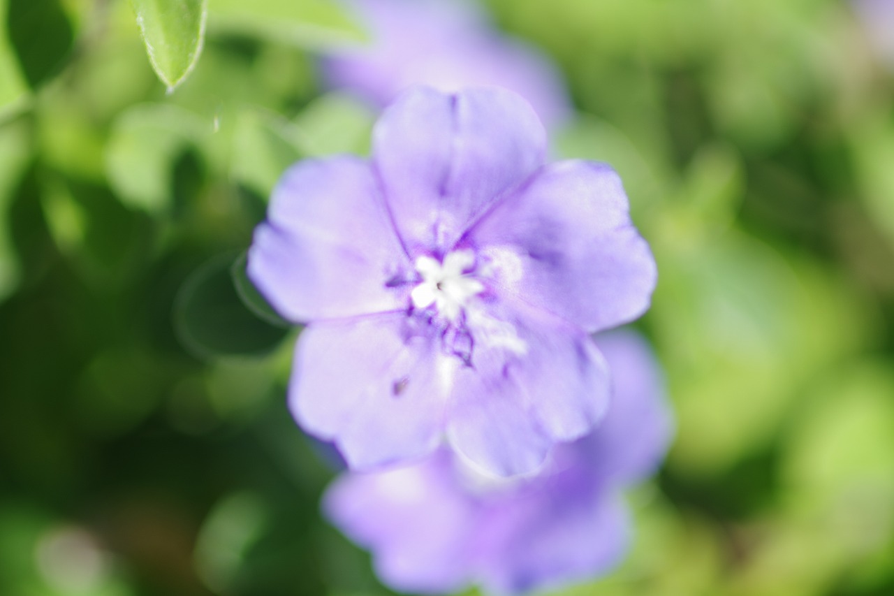 栃木県足利市のあしかがフラワーパークの花々