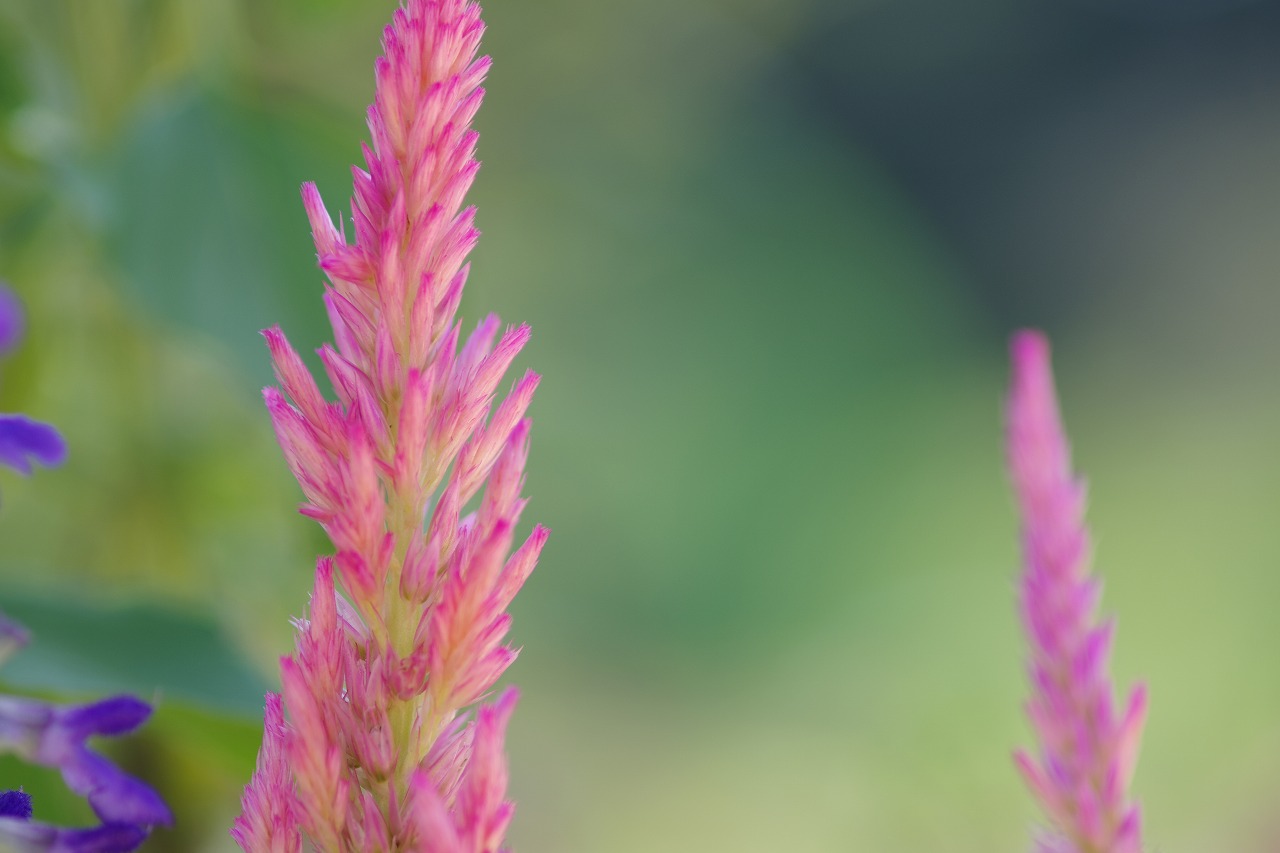 栃木県足利市のあしかがフラワーパークの花々
