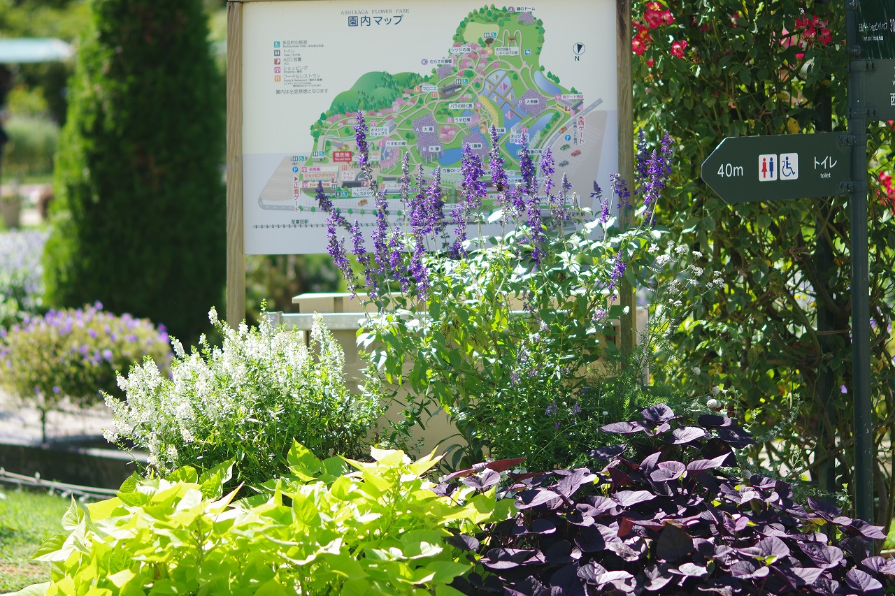 栃木県足利市のあしかがフラワーパークの花々