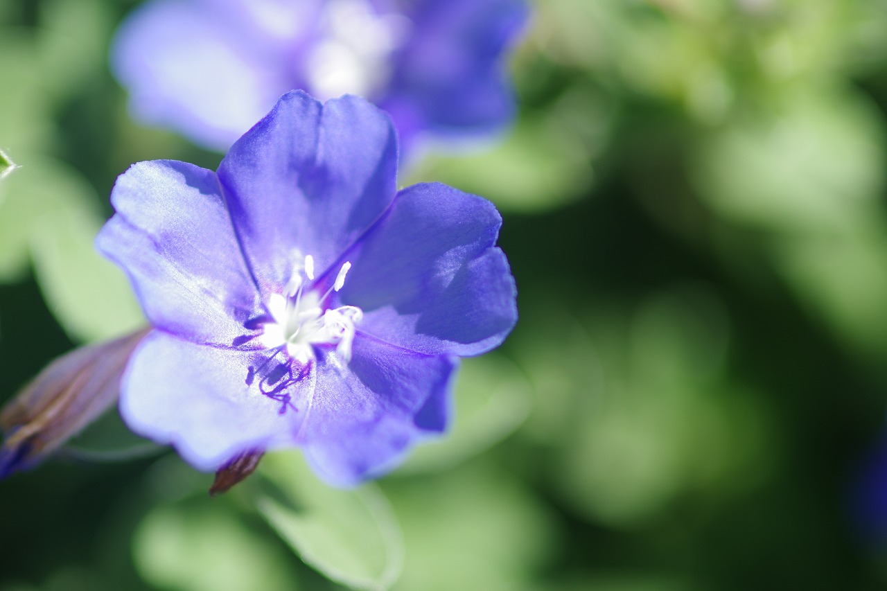 栃木県足利市のあしかがフラワーパークの花々