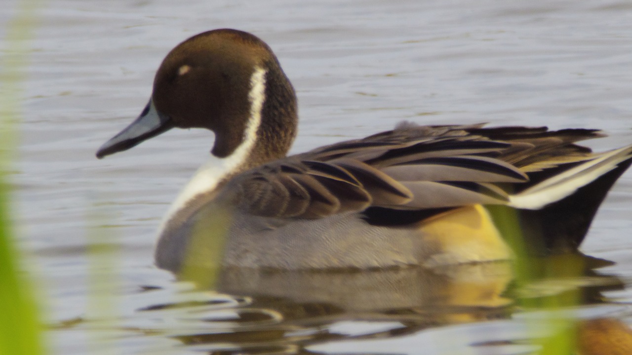 群馬県の邑楽町のガバ沼の鴨と白鷺