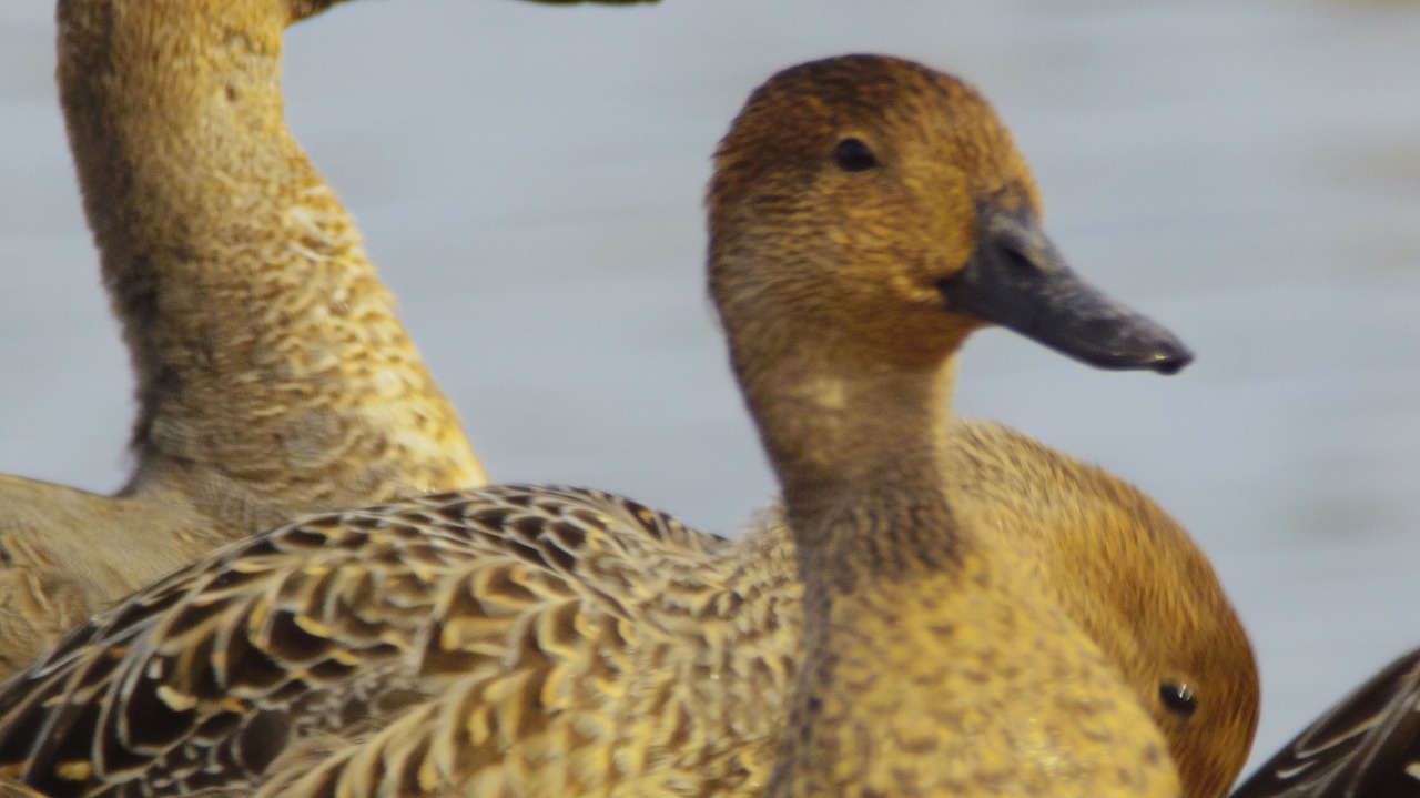 群馬県の邑楽町のガバ沼の鴨と白鷺