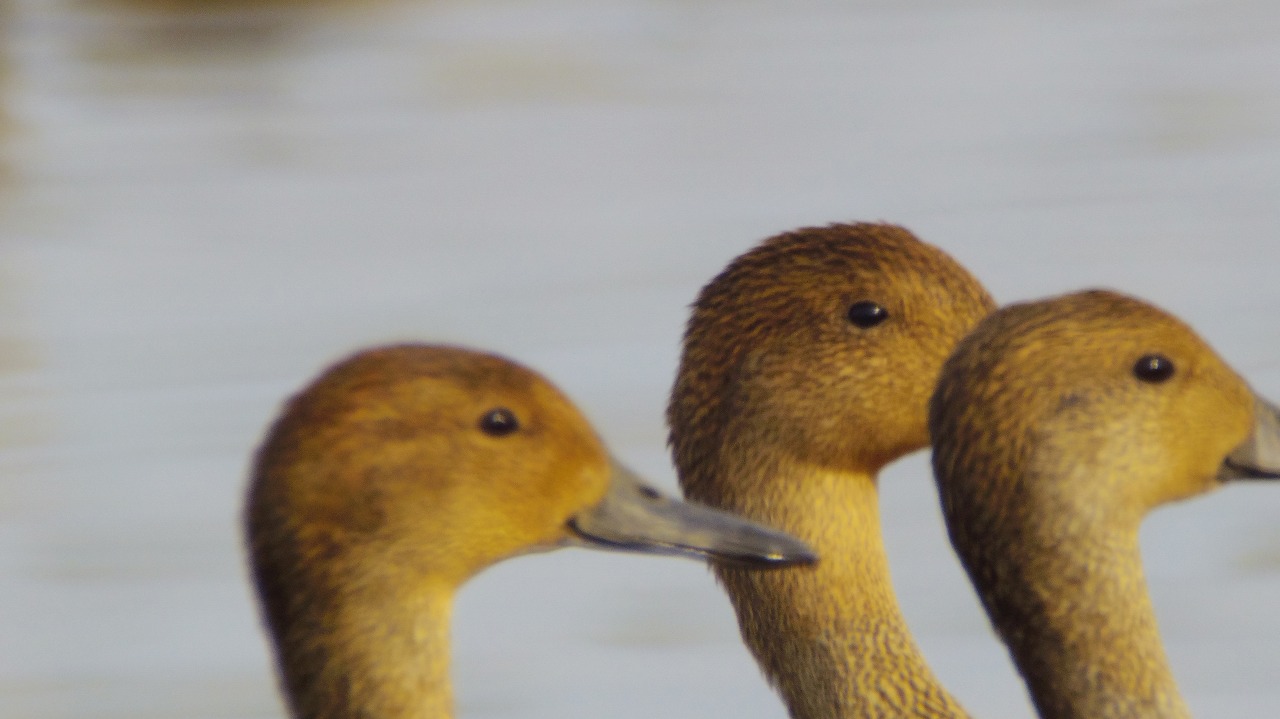群馬県の邑楽町のガバ沼の鴨と白鷺