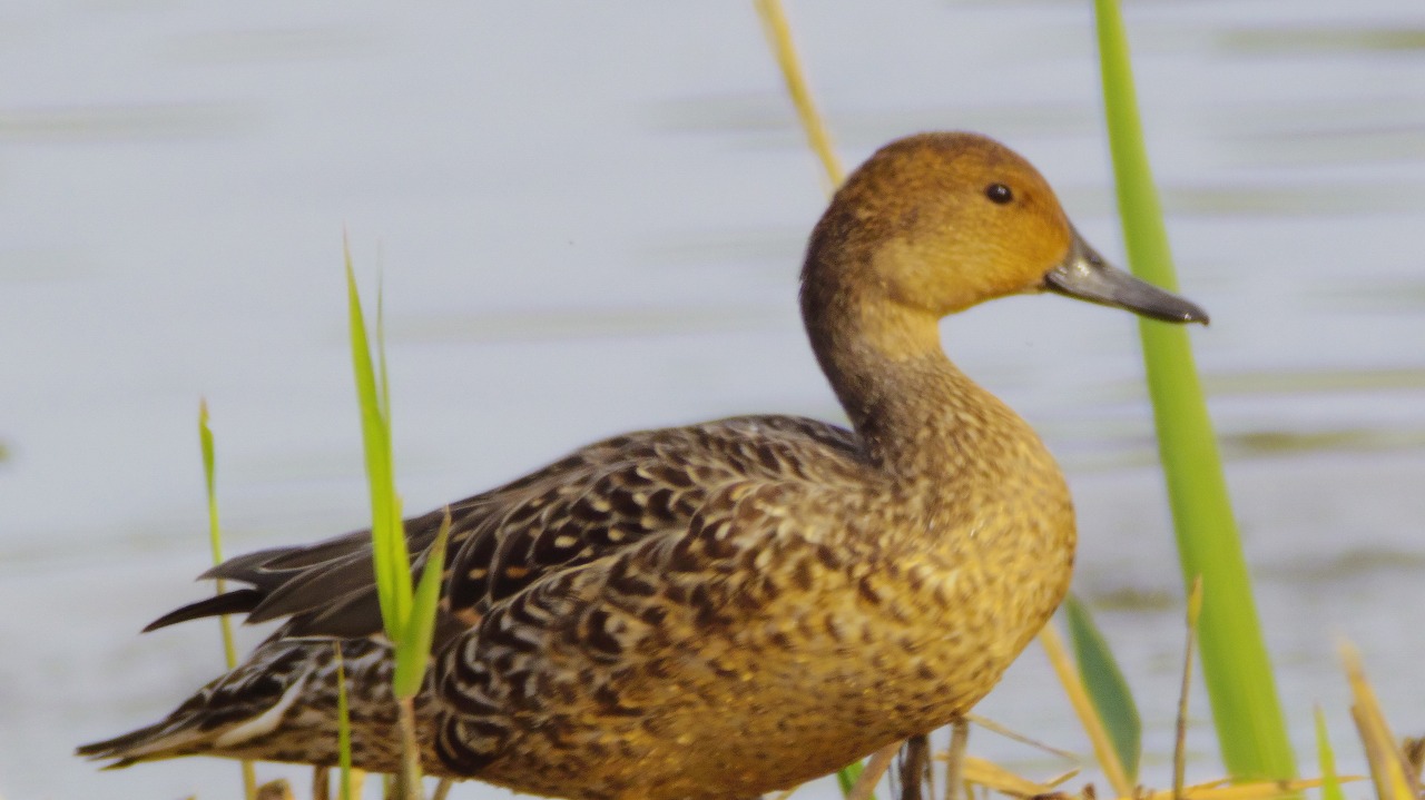 群馬県の邑楽町のガバ沼の鴨と白鷺