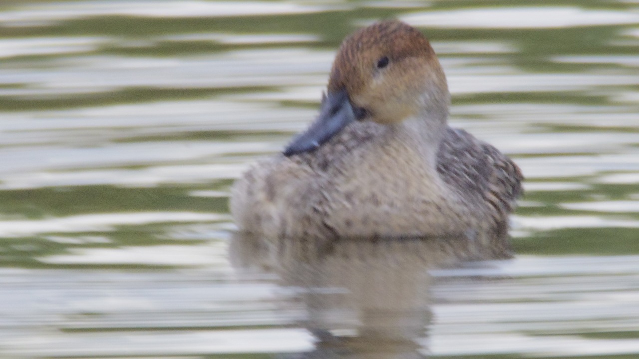 群馬県の邑楽町のガバ沼で鴨と白鷺