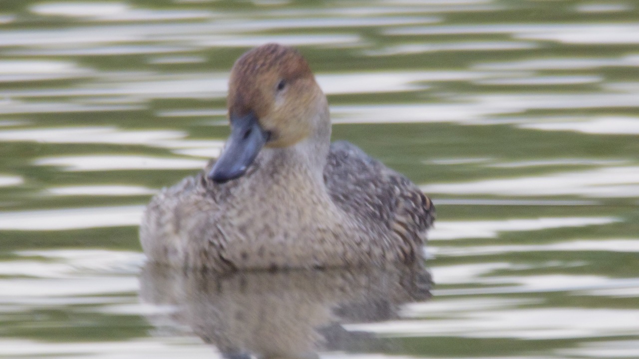 群馬県の邑楽町のガバ沼で鴨と白鷺