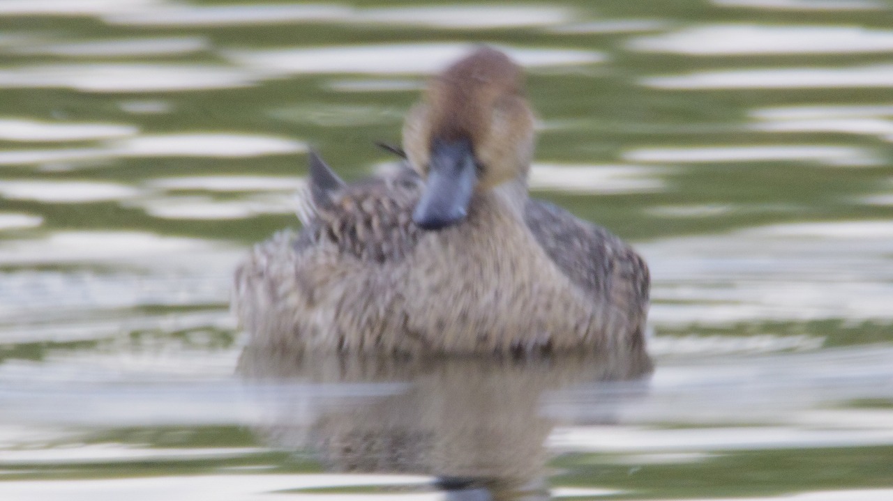群馬県の邑楽町のガバ沼で鴨と白鷺