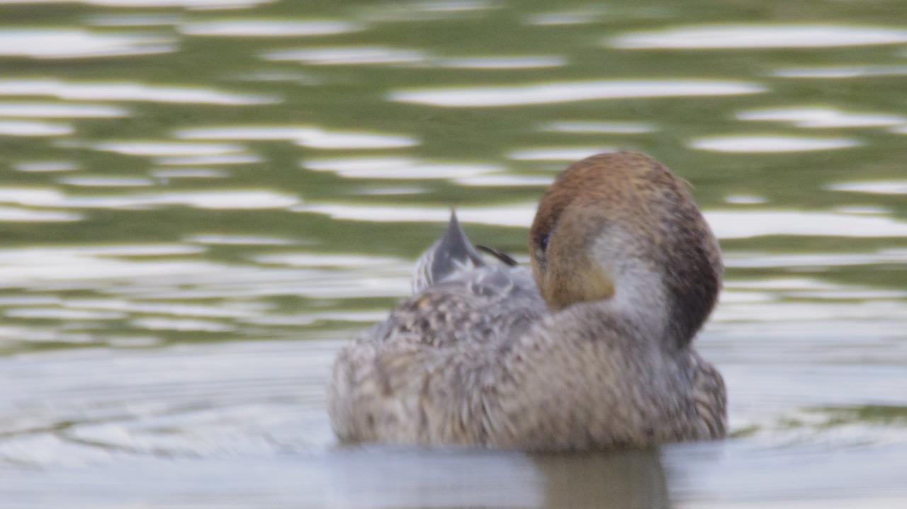 群馬県の邑楽町のガバ沼で鴨と白鷺