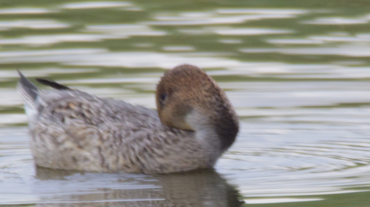 群馬県の邑楽町のガバ沼で鴨と白鷺