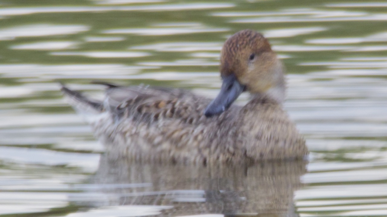 群馬県の邑楽町のガバ沼で鴨と白鷺