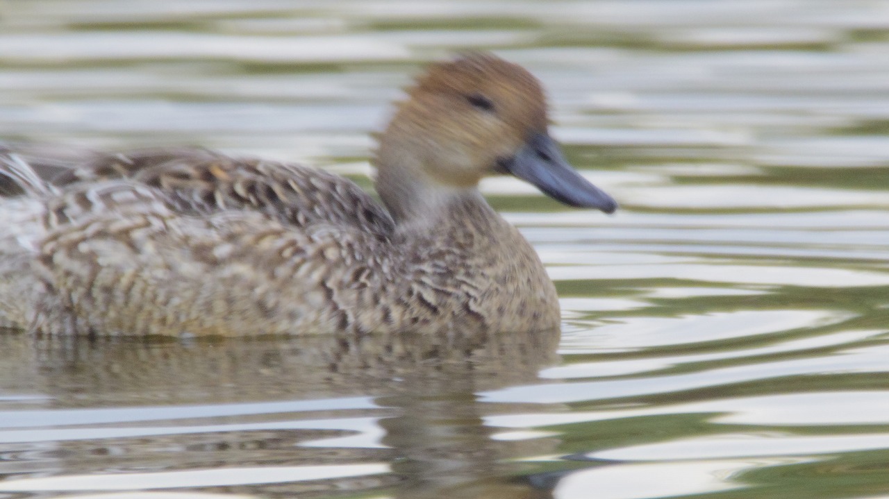 群馬県の邑楽町のガバ沼で鴨と白鷺
