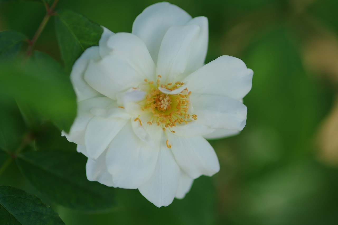 神奈川県横浜市のみなとみらいの夜景