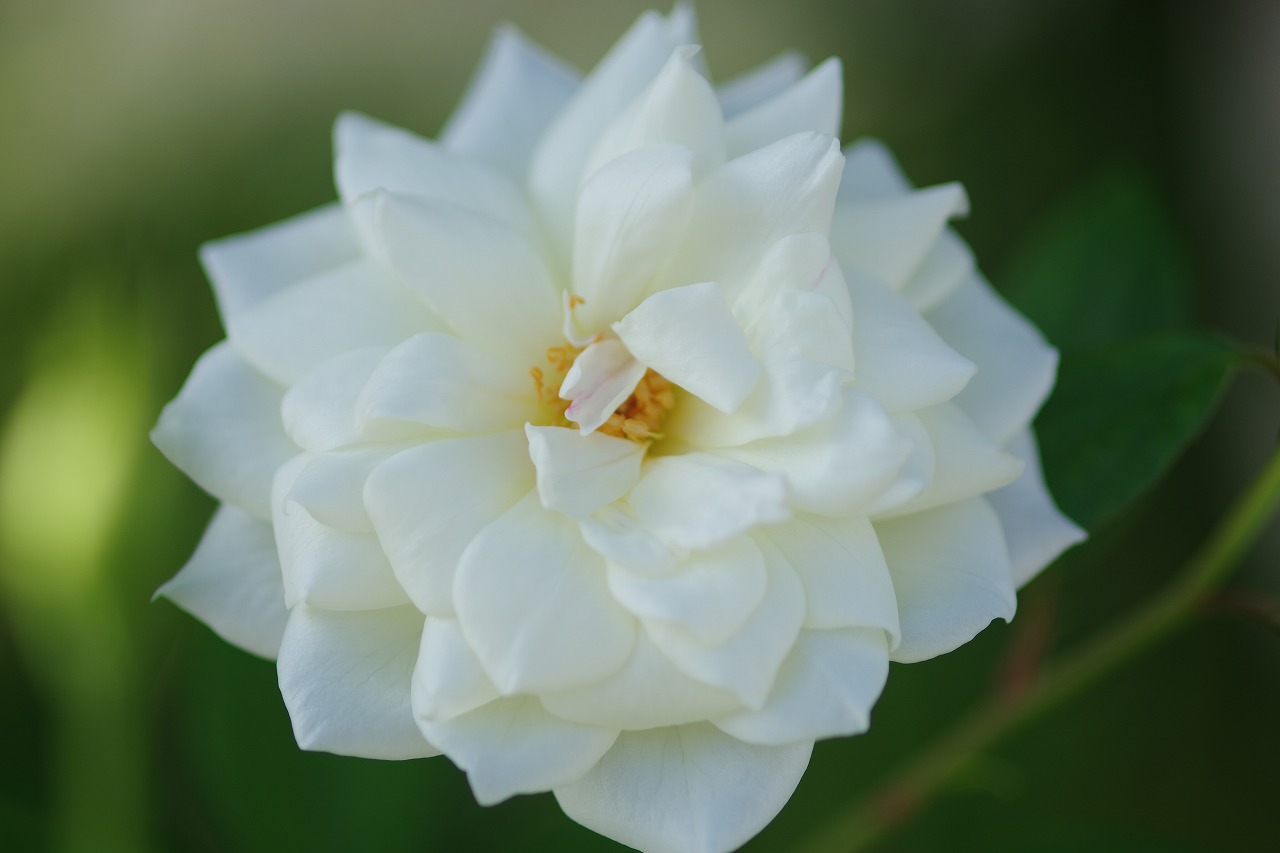 神奈川県横浜市のみなとみらいの夜景
