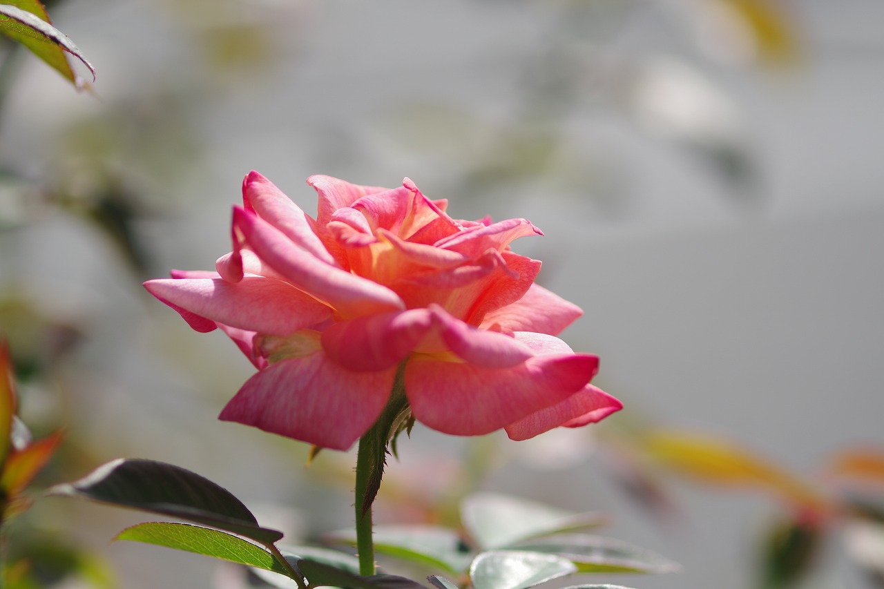 神奈川県横浜市のみなとみらいの夜景