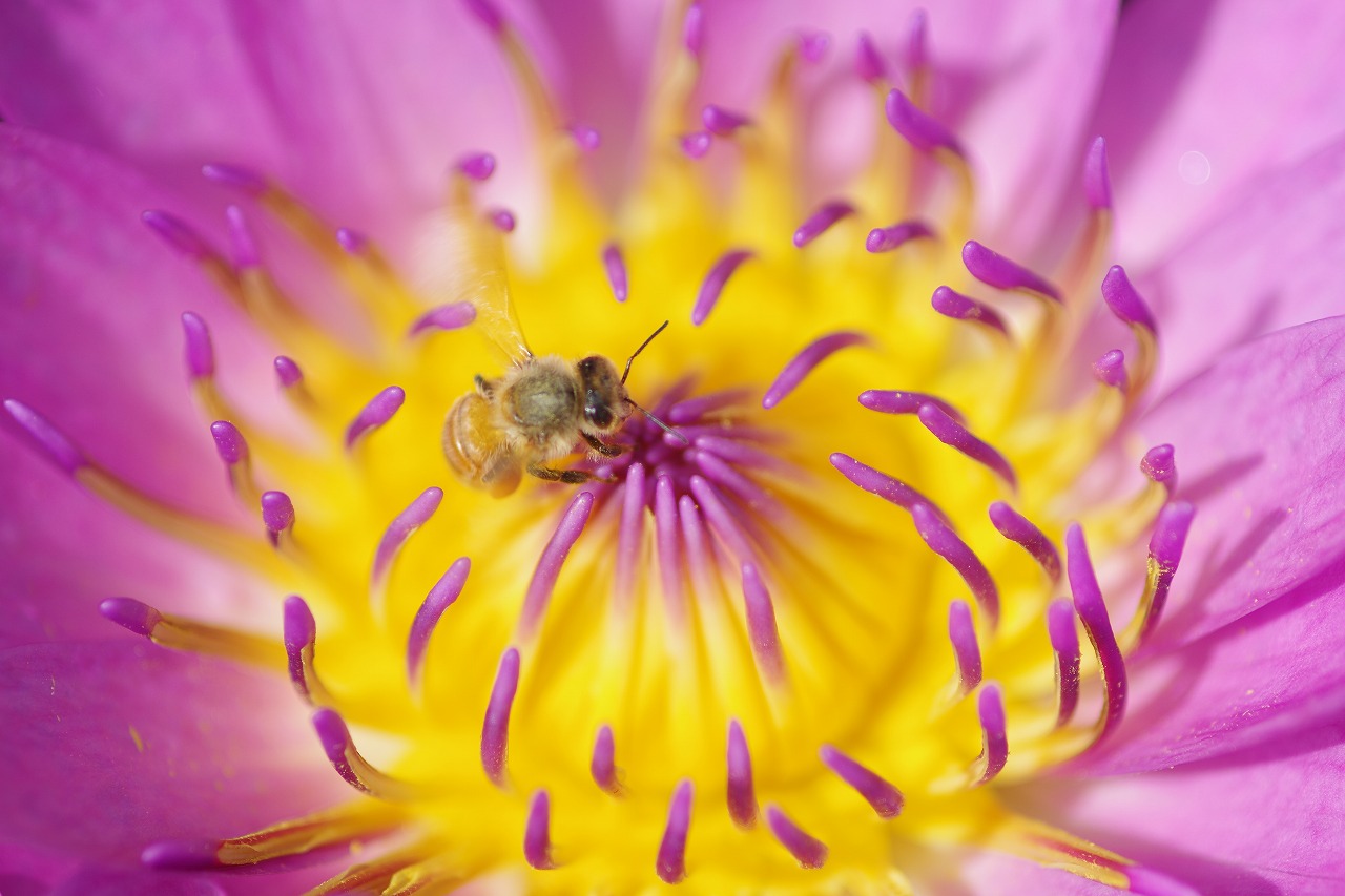神奈川県横浜市のみなとみらいの夜景