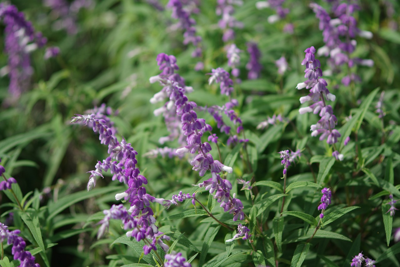 神奈川県横浜市のみなとみらいの夜景