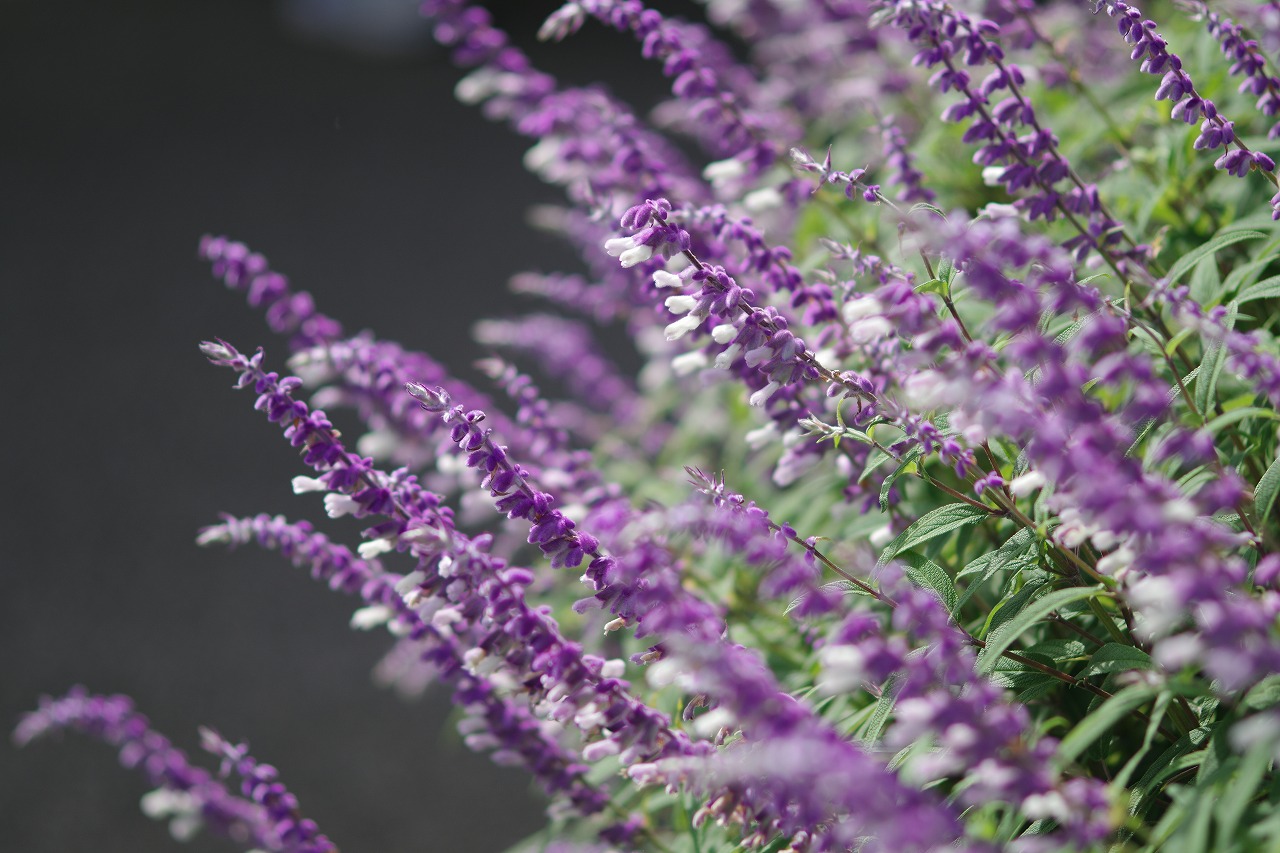 神奈川県横浜市のみなとみらいの夜景