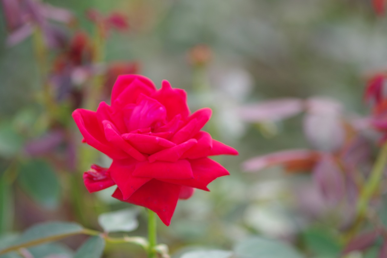 神奈川県横浜市のみなとみらいの夜景